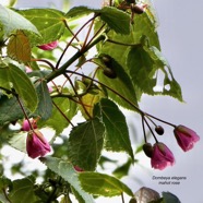 Dombeya elegans cordem.mahot rose.malvaceae.endémique Réunion. (1).jpeg